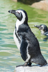 Obraz premium African Penguins in Port Elisabeth, South Africa
