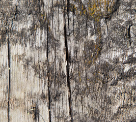 Aged dry wood texture with cracks, background