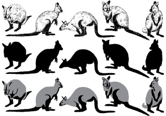 Set of kangaroo on a white background
