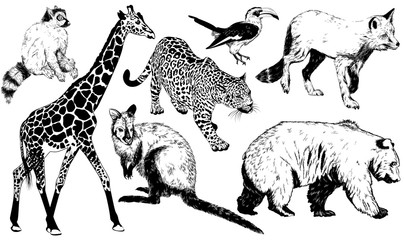 hand drawn animal (giraffe, leopard, fox, kangaroo, bear, Ring -
