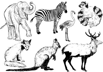 hand drawn animal (fox, kangaroo, Ring - tailed lemur, zebra, fl