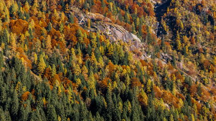 Autumn forest texture on the mountainside