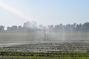 Irrigation system in the field of melons. Watering the fields. Sprinkler