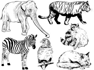 hand drawn animal (fox, Ring - tailed lemur, zebra, elephant, ti