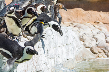 Naklejka premium African Penguins in Port Elisabeth, South Africa