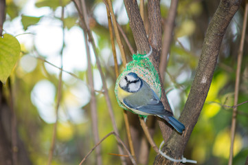 great tit, blue tit eats fat ball at the manger in the branches of trees