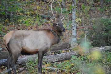 Wild elk with a Natural Park monitoring and tracking collar.