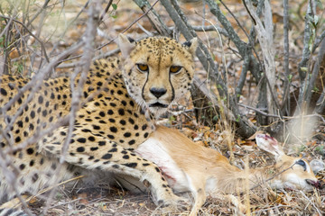 Cheetah with a steenbock in Kruger National Park, South Africa