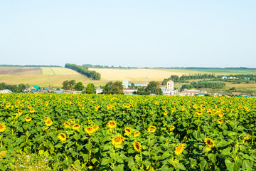 Fototapeta na wymiar Big green field full of sunflowers