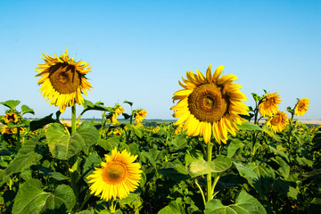 Big green field full of sunflowers