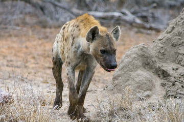 Hayena in Greater Kruger National Park, South Africa