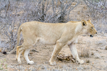 Pride of lions in Greater Krüger National Park, South Africa
