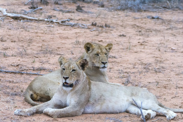Pride of lions in Greater Krüger National Park, South Africa