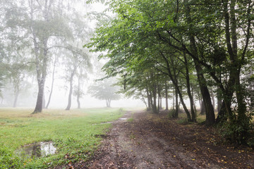 Foggy green summer forest landscape