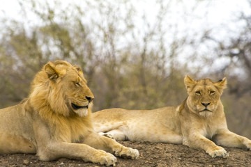 Obraz na płótnie Canvas Pride of lions in Greater Krüger National Park, South Africa