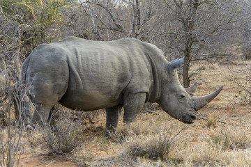 Fototapeta premium Rhinoceros in Greater Kruger National Park, South Africa