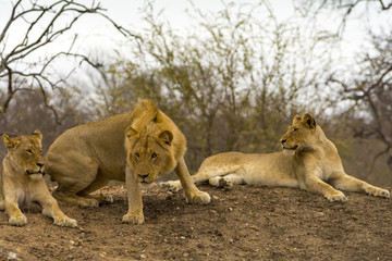 Pride of lions in Greater Krüger National Park, South Africa