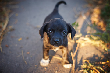 Beautiful black abandoned puppy