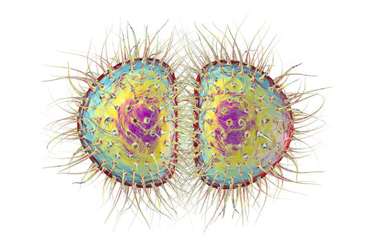 Bacteria Neisseria gonorrhoeae or Neisseria meningitidis, gonococcus and meningococcus, 3D illustration. Bacteria which cause gonorrhoeae. Bacteria which cause meningitis