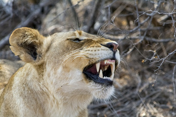 Pride of lions in Greater Krüger National Park, South Africa