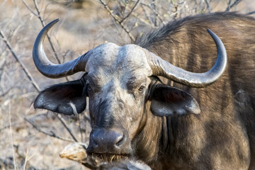 Naklejka premium African Buffalo at Kruger National Park, South Africa
