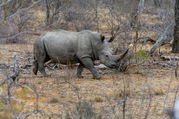 Fototapeta premium Rhinoceros in Greater Kruger National Park, South Africa