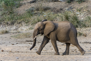 Fototapeta premium Elephant in Greater Kruger National Park, South Africa