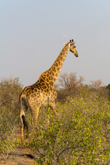 Giraffe in Greater Kruger National Park, South Africa