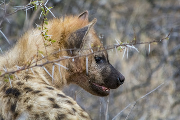 Fototapeta premium Hayena in Greater Kruger National Park, South Africa