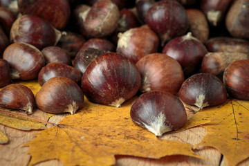 Pile of chestnuts on maple leaves