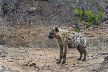 Hayena in Greater Kruger National Park, South Africa
