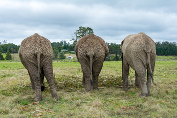 Knysna Elephant Sanctuary, South Africa