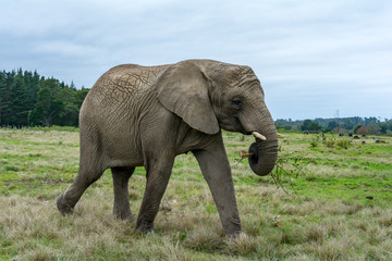 Fototapeta na wymiar Knysna Elephant Sanctuary, South Africa