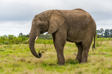Naklejka na ściany i meble Knysna Elephant Sanctuary, South Africa