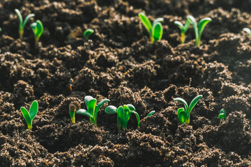 young green sprout in the ground close up