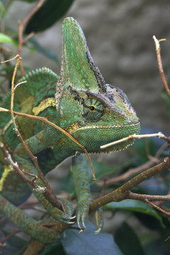Green & Brown Chameleon on branch Close, looking side on in jungle