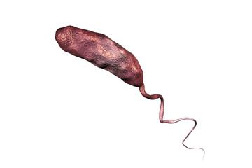 Vibrio cholerae bacterium isolated on white background, 3D illustration. Bacterium which causes cholera