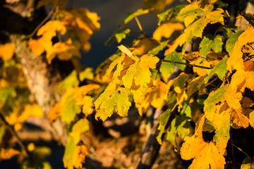 Autumn
