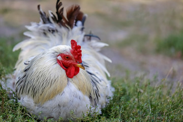 White rooster on the lawn.