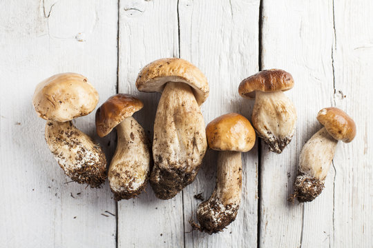 Edible wild Boletus Edulis on wooden white background