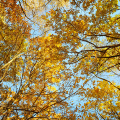 tree branches and yellow autumn leaves against the blue sky