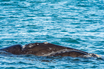 Naklejka premium Southern Right Whale in Hermanus South Africa