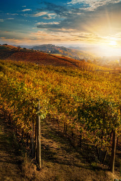 Filari di vite nel vigneto in autunno