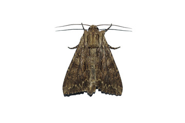 Naklejka premium Copper Underwing Moth, Amphipyra pyramid from above on white background