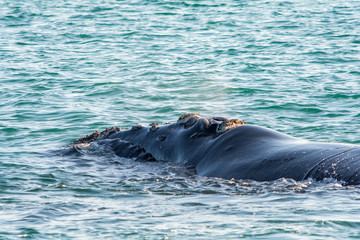 Southern Right Whale in Hermanus South Africa