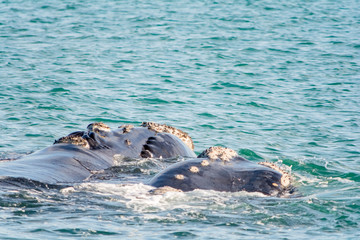 Fototapeta premium Southern Right Whale in Hermanus South Africa