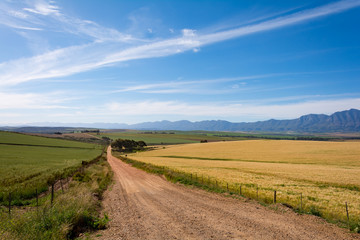Fototapeta na wymiar South African Farmland and Meadows close to Hermanus