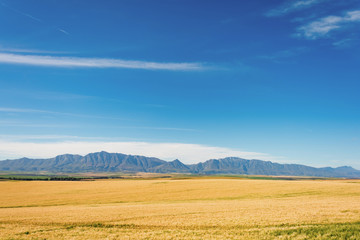 Fototapeta na wymiar South African Farmland and Meadows close to Hermanus
