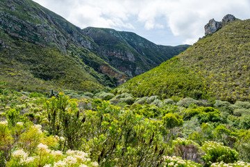 South African Flora close to Hermanus