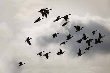 Canada geese silhouette